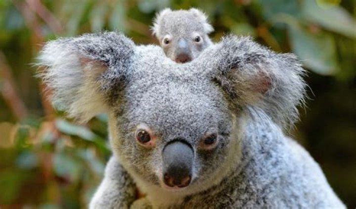 What is a baby koala called?