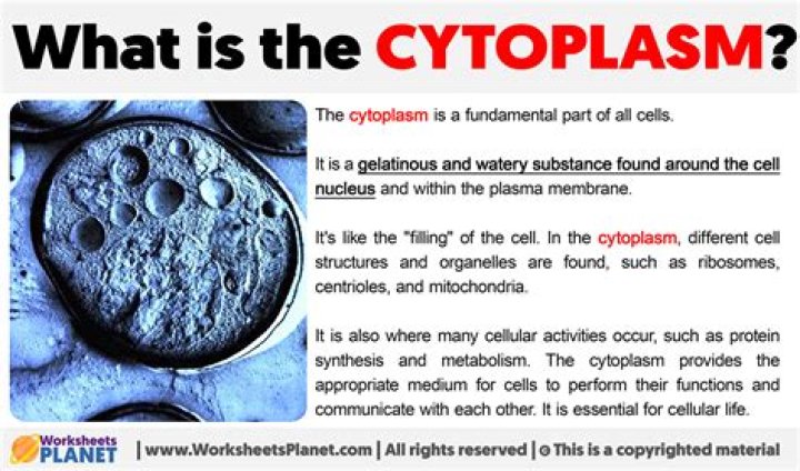 What is a cytoplasm definition?