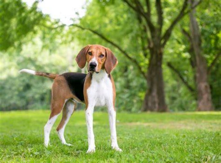 What is a foxhound dog?