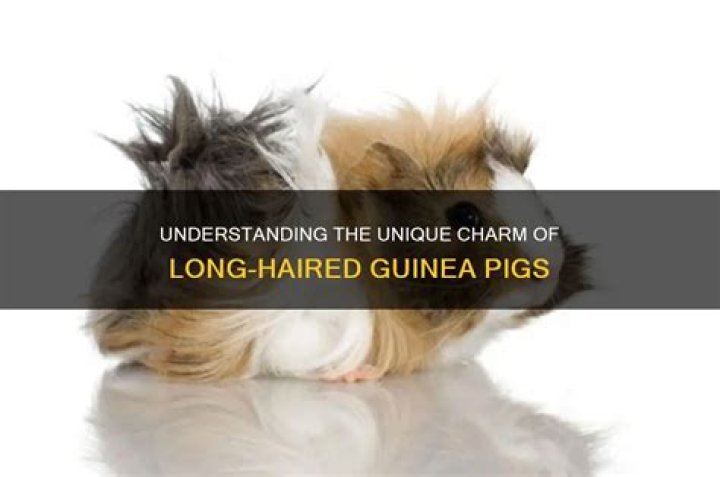 What is a long haired guinea pig?