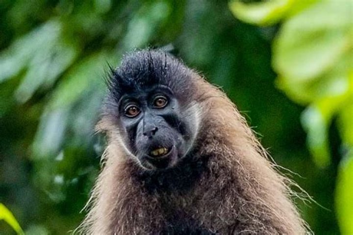 What is a mangabey monkey?