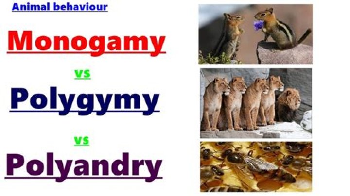 What is a polygyny?