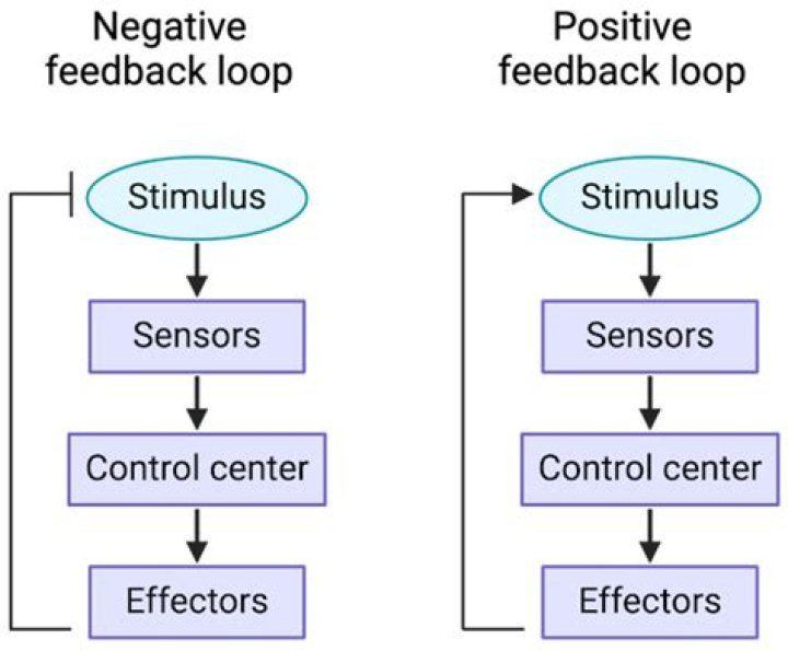 What is a positive feedback loop?