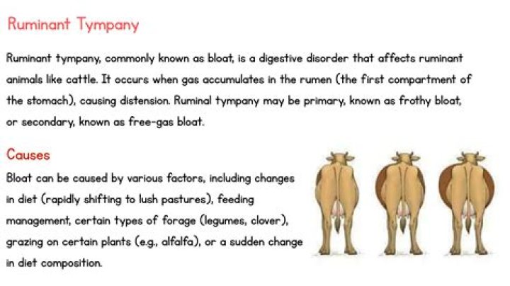 What is acute ruminal tympany?