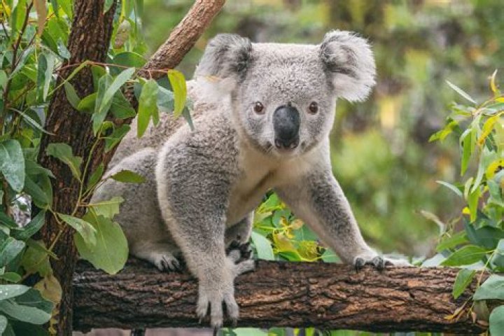 What is another word for phascolarctos cinereus?