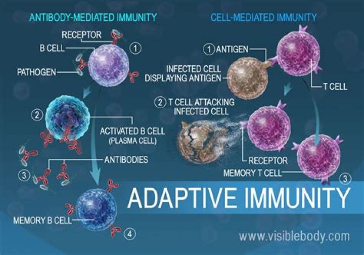 What is antibody mediated immunity?