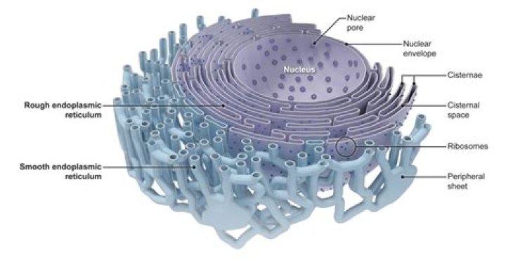 What is cisternae in endoplasmic reticulum?