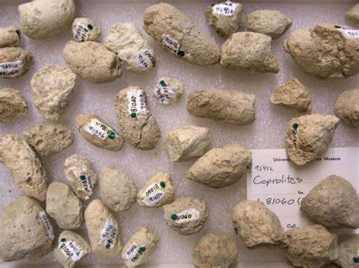 What is coprolite worth?