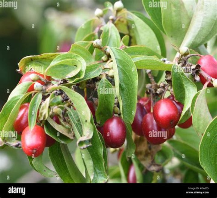 What is cornel fruit?
