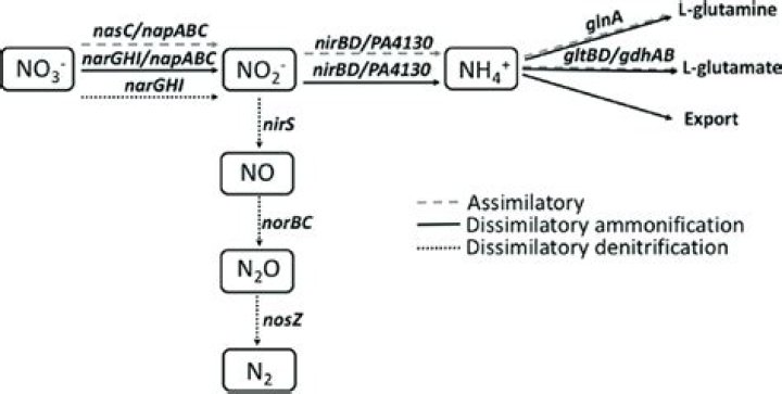 What is dissimilatory nitrate reduction?