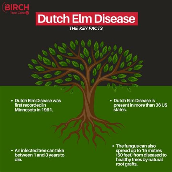 What is dutch elms disease?