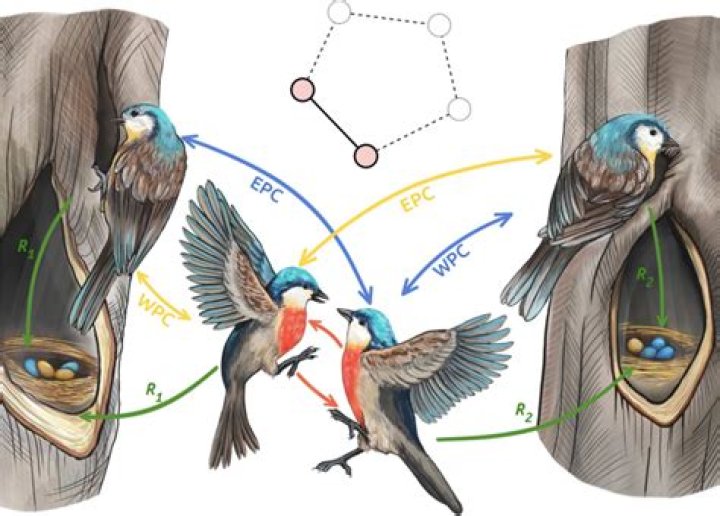 What is extra-pair copulations birds?
