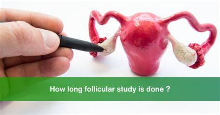 What is follicular study?