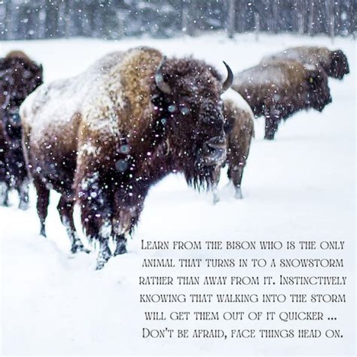 What is gustus attitude towards the storm?