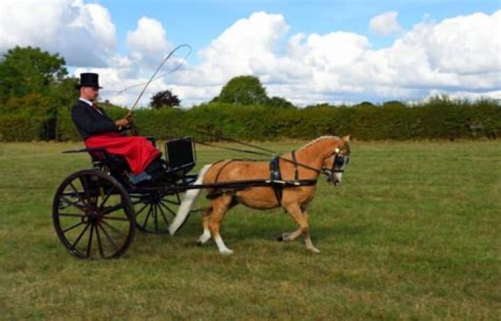 What is horse cart called in english?