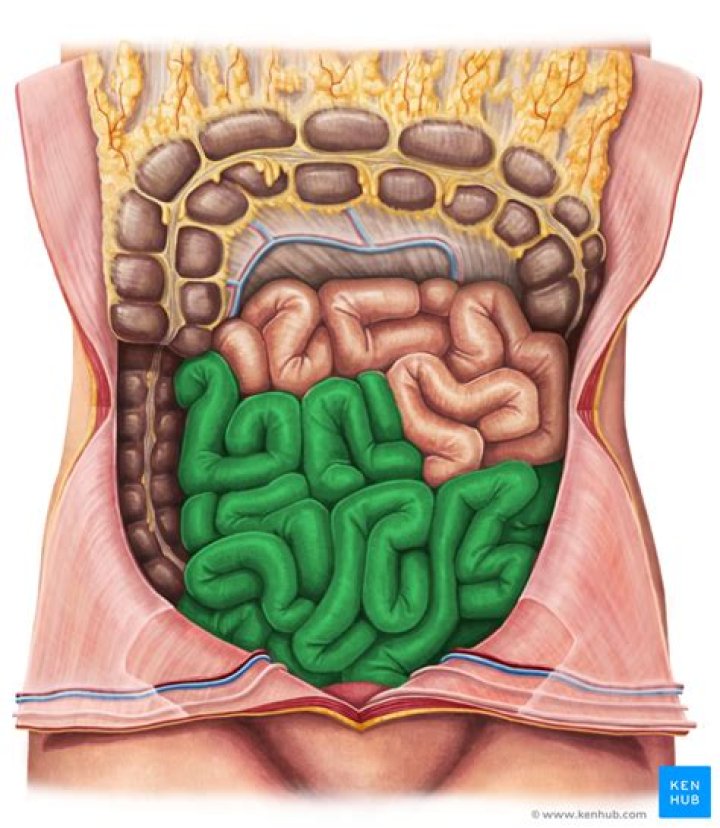 What is ileal mucosa?