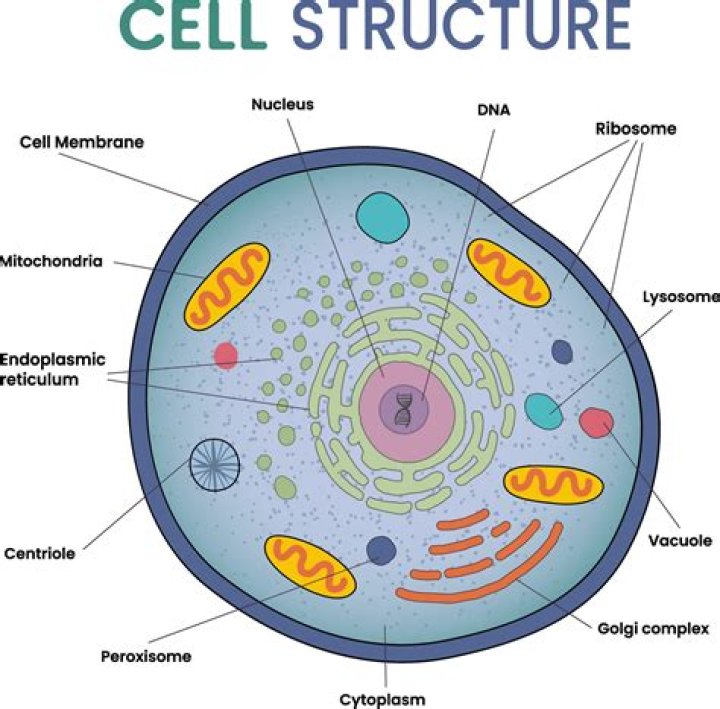 What is indicated by the presence of polysomes in a cell?