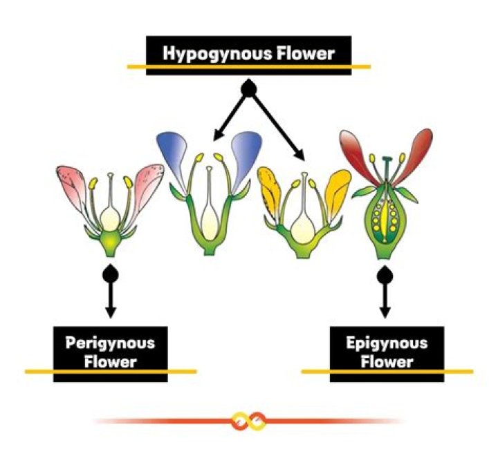 What is meant by hypogynous flower?