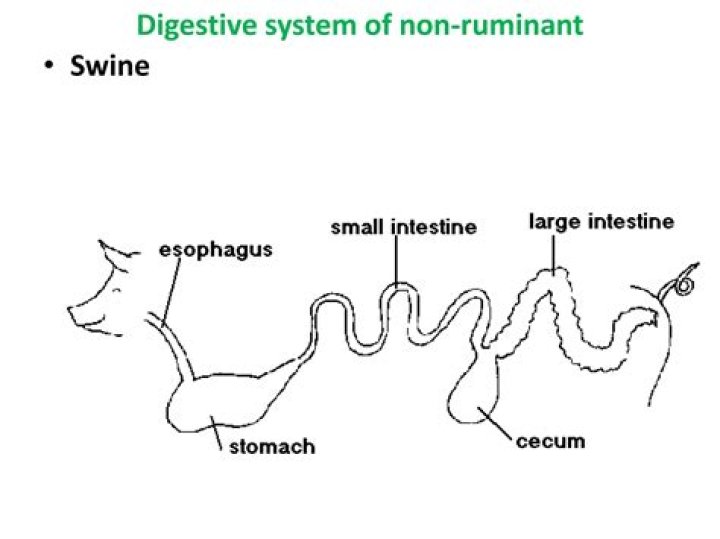 What is meant by non ruminant?