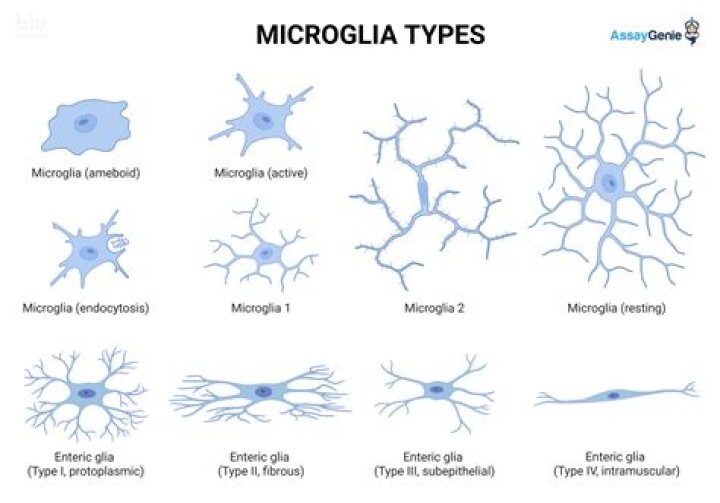 What is microglial processes?