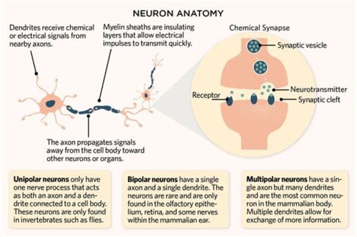 What is neuron slideshare?
