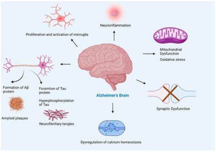 What is neuropathological studies?