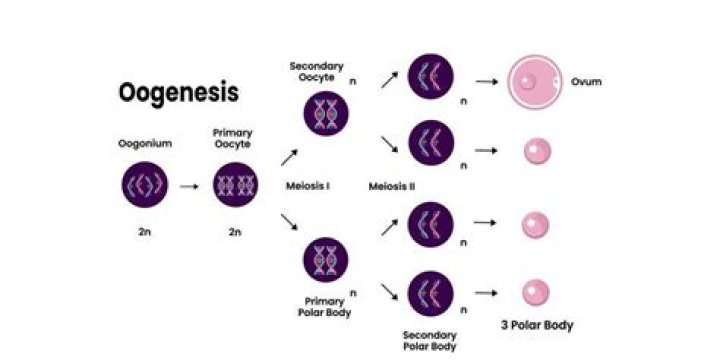 What is oogenesis in medical terms?