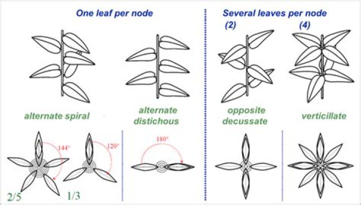 What is plagiotropic in plants?