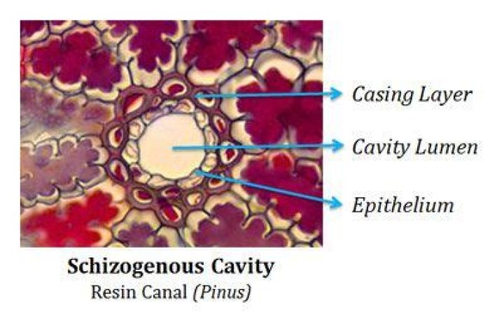 What is schizogenous cavity?