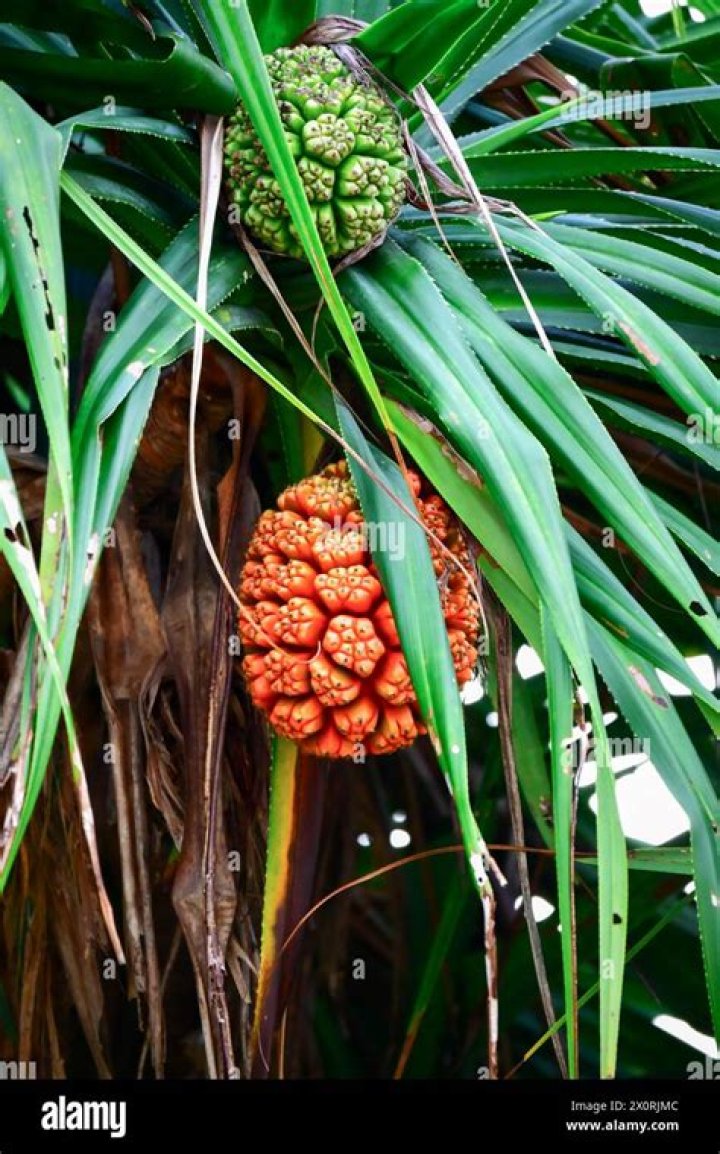 What is screw pine fruit?