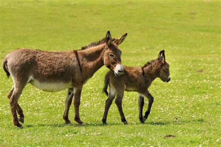 What is special about donkeys?