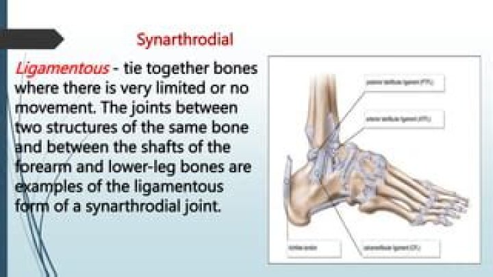 What is synarthrodial joint?