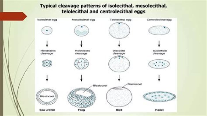 What is telolecithal egg?