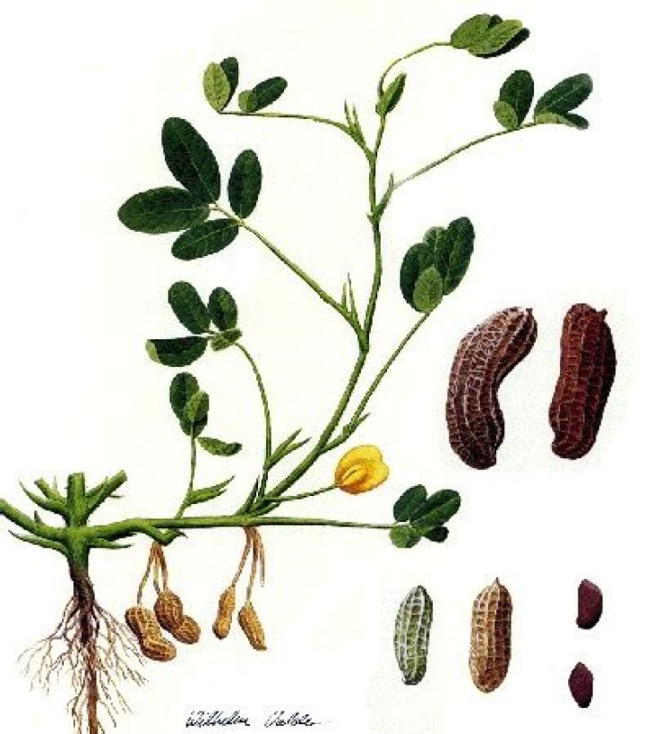What is the common name of arachis hypogea?