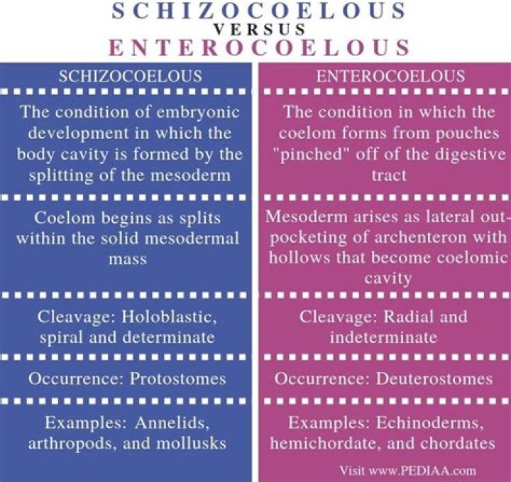 What is the difference between schizocoelous and enterocoelous?
