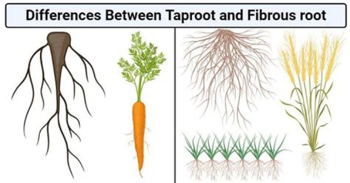 What is the difference between taproot and fibrous root?