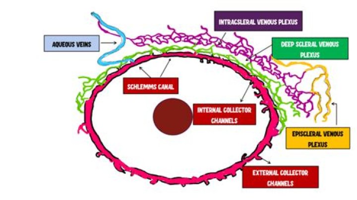 What is the episcleral area?