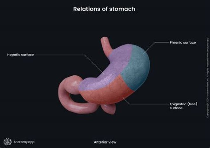 What is the function of mesogastrium?