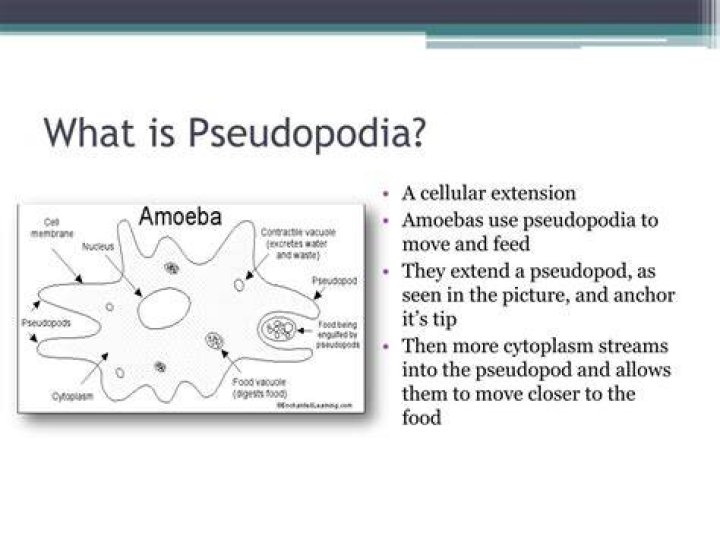 What is the function of pseudopodia?