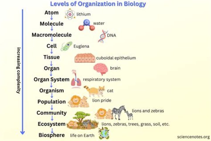 What is the largest level of organization?