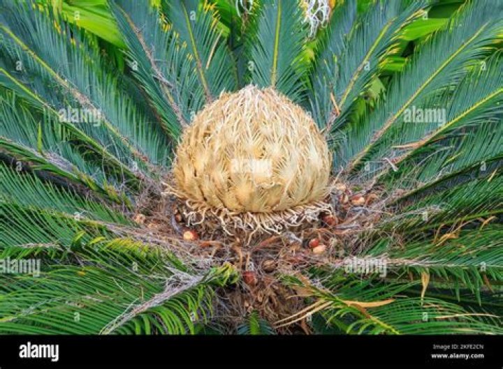 What is the meaning of cycas?