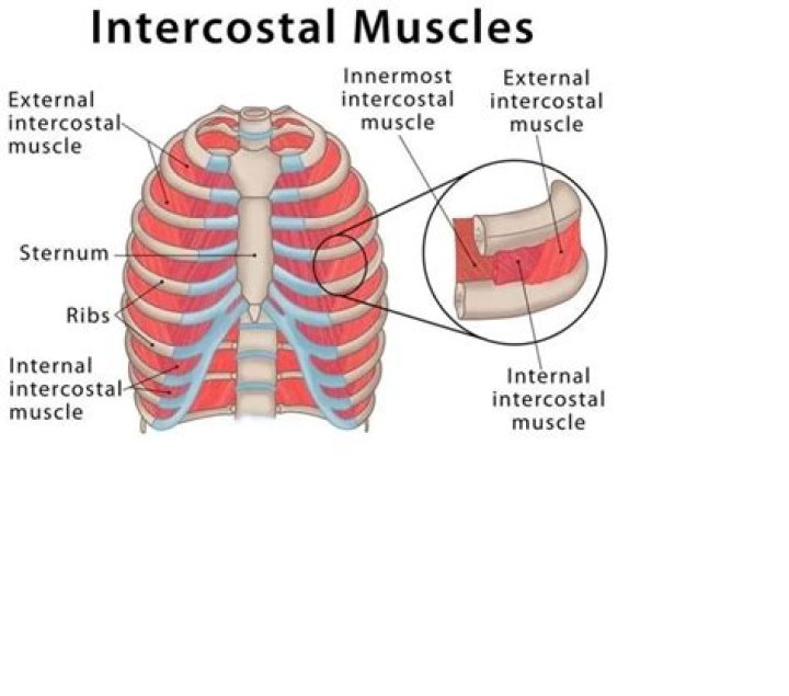 What is the origin of the acromiodeltoid?