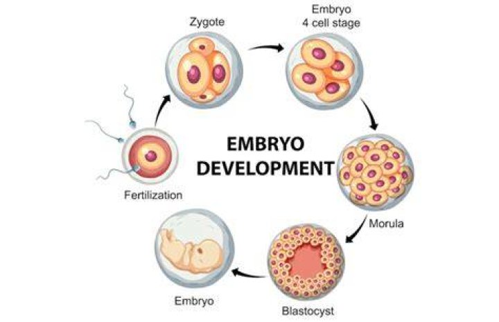 What is the role of suspensor during the development of embryo?