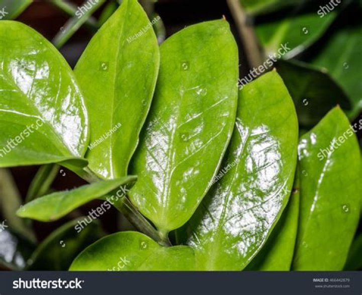 What is the structure of small leaves covered in wax?