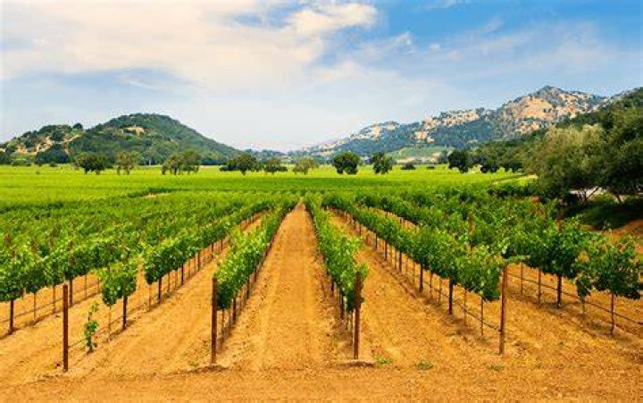 What is vineyard synonym?