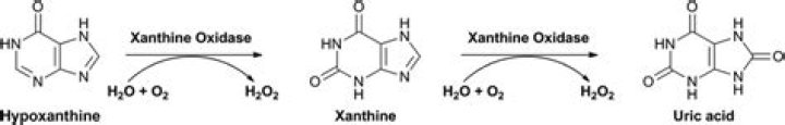 What is xanthine oxidase?