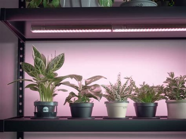 What lights grow plants?