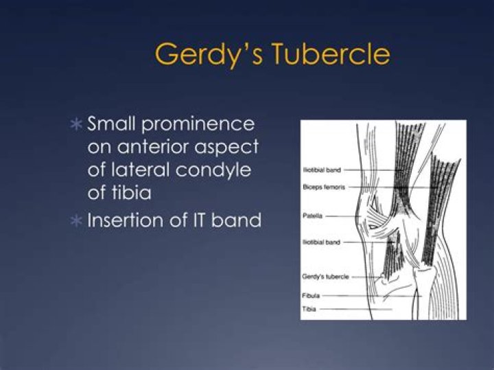 What muscles attach to gerdy's tubercle?