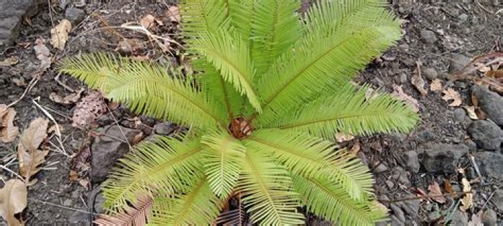 What plants have cycasin?
