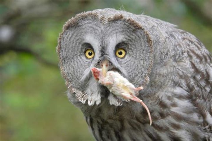 What preys on owls?